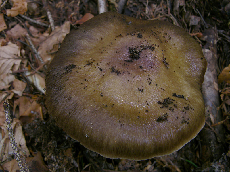 Cortinarius subelatior Bidaud,Moenne-Locc. & Reumax ?